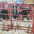 Sheep show and sale (12)